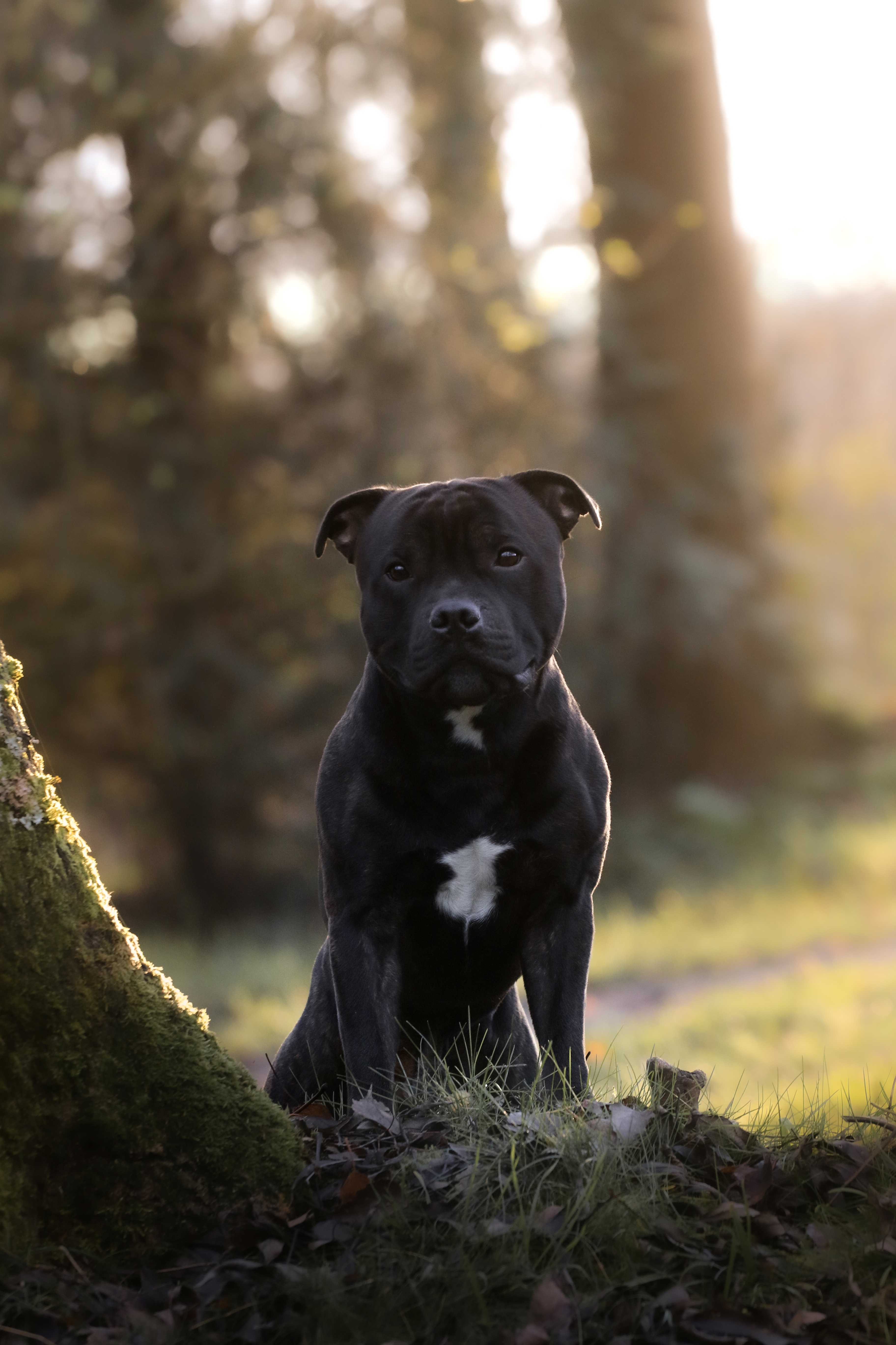 Bruno6